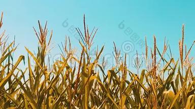 有机玉米田干熟玉米的农业。 概念玉米生活方式收获农业天然产品